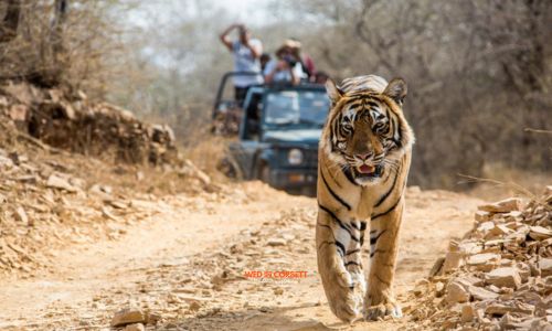 wedding in corbett